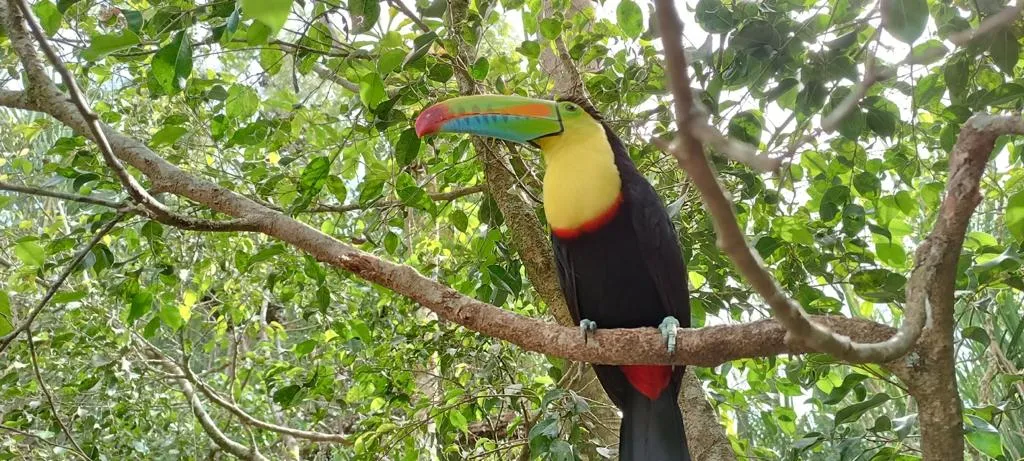 ave tucan colombia
