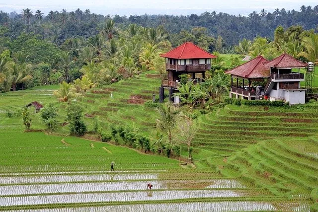 bali campos arroz