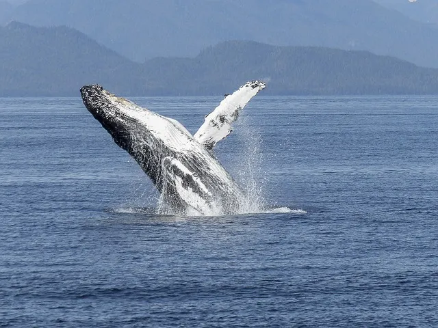ballena jorobada oceano pacifico