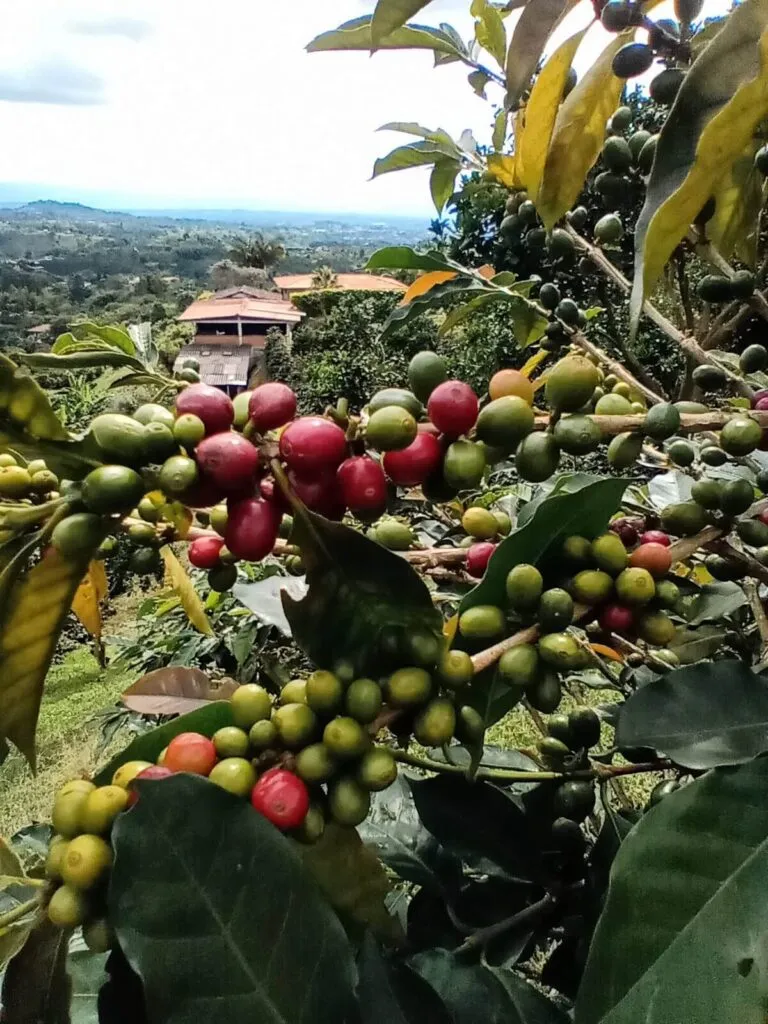 cafeto finca cafetera 768x1024