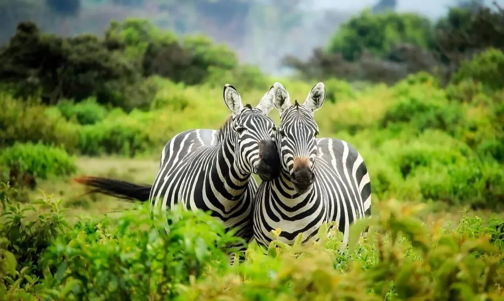 cebras kenia 1024x612
