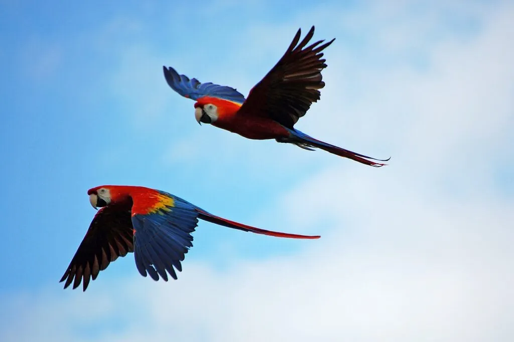 guacamayas volando amarillo azul rojo 1024x681