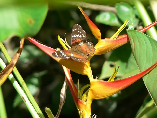 mariposa flor heliconia