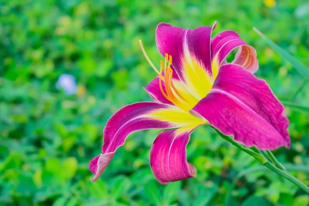 orquidea colombia 1024x682