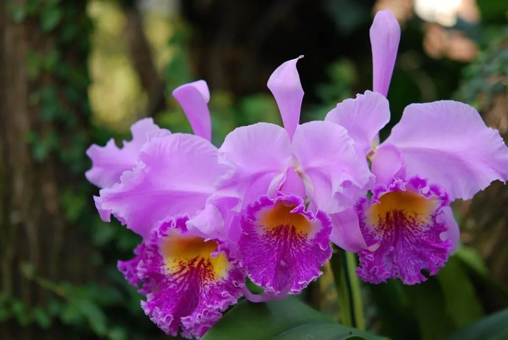 orquidea nacional colombia 1024x686