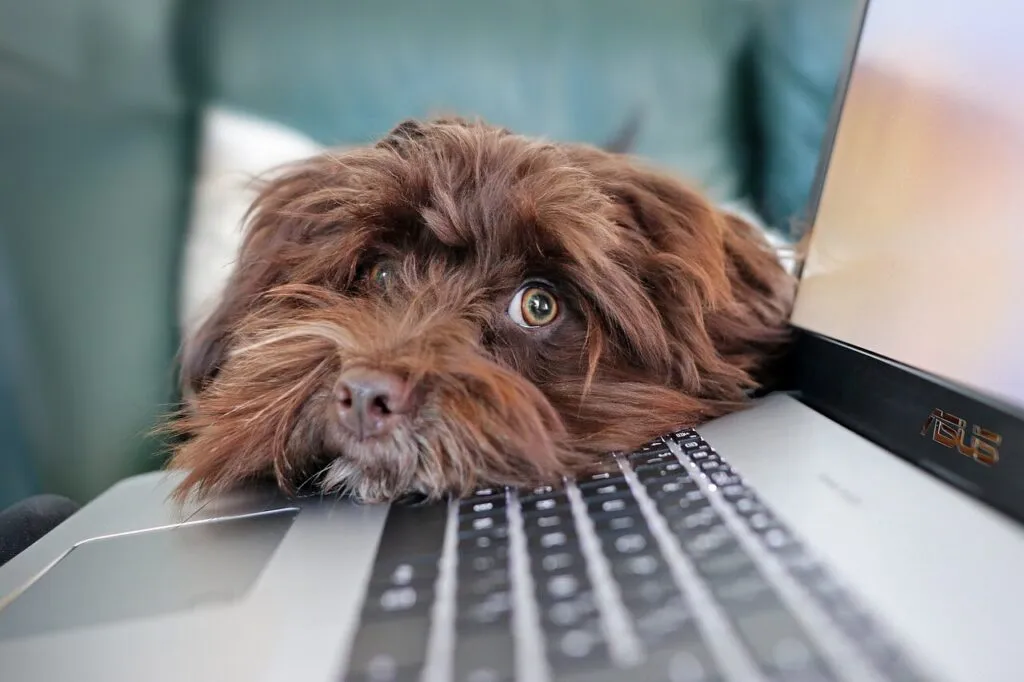 perro encima computador distraccion 1024x682