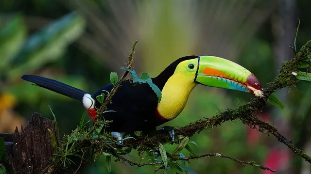 tucan costa rica