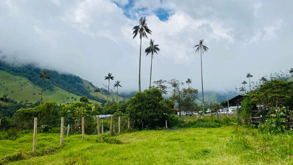 valle cocora